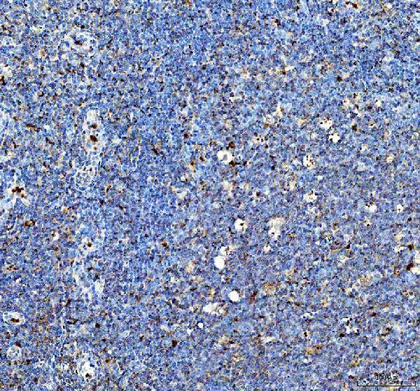 a07847 1 serpinb7 primary antibodies ihc testing 1