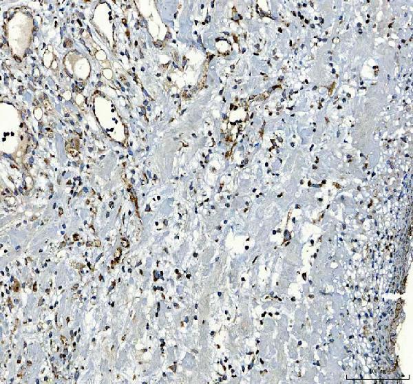 a07847 1 serpinb7 primary antibodies ihc testing 2