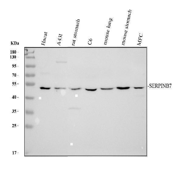 a07847 1 serpinb7 primary antibodies wb testing 1