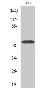 Western Blot analysis of various cells using GRASP55 Polyclonal Antibody