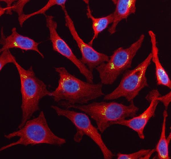 a07850 2 gorasp2 primary antibodies if testing 1