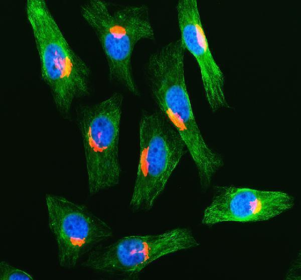a07850 2 gorasp2 primary antibodies if testing 2