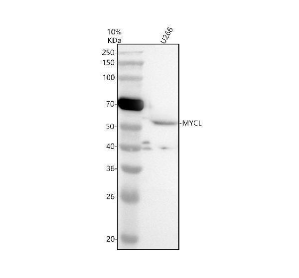 Western blot analysis of L-Myc/MYCL using anti-L-Myc/MYCL antibody (A07853-1)