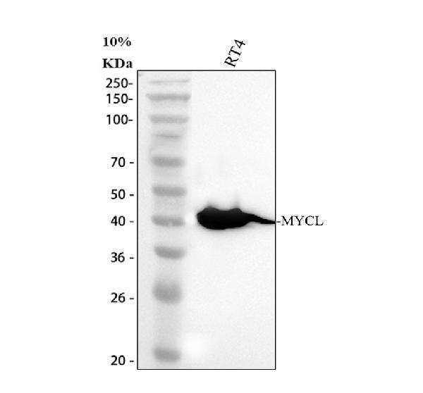 Western blot analysis of L-Myc/MYCL using anti-L-Myc/MYCL antibody (A07853-1)