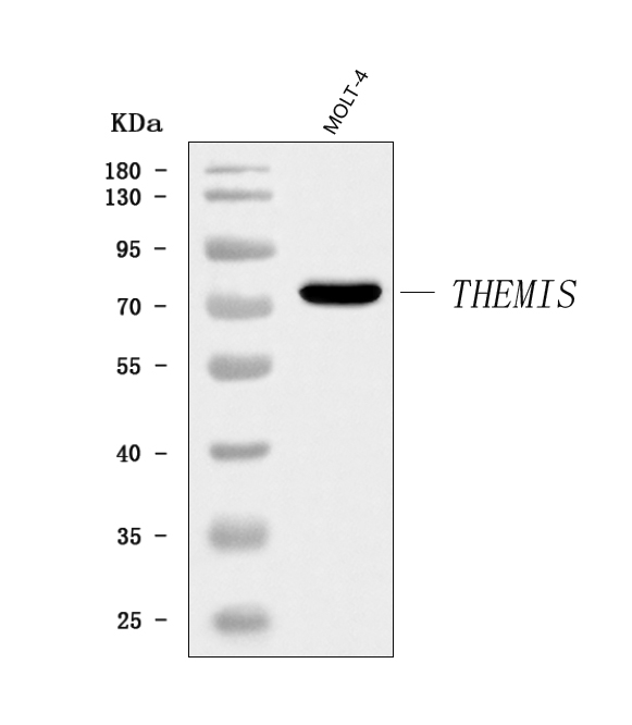 a07854 3 themis primary antibodies wb testing 1