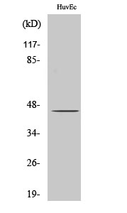 Western Blot (WB) analysis of specific cells using SPT3 Polyclonal antibody