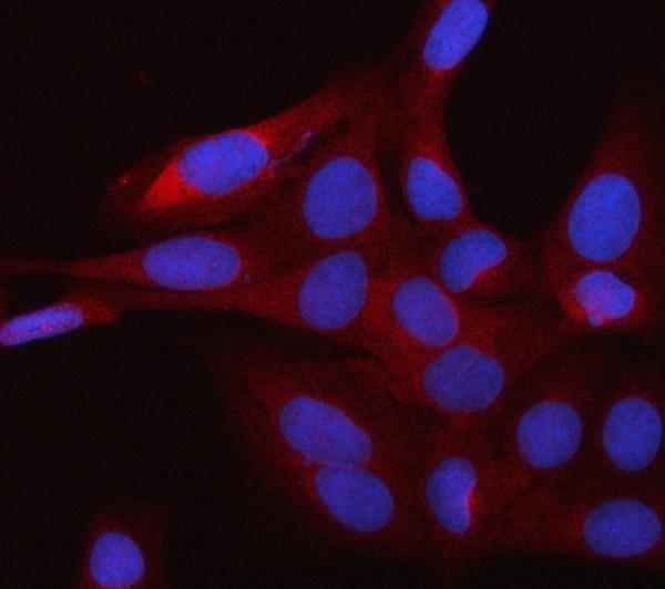 a07861 1 rap1gds1 primary antibodies if testing 2