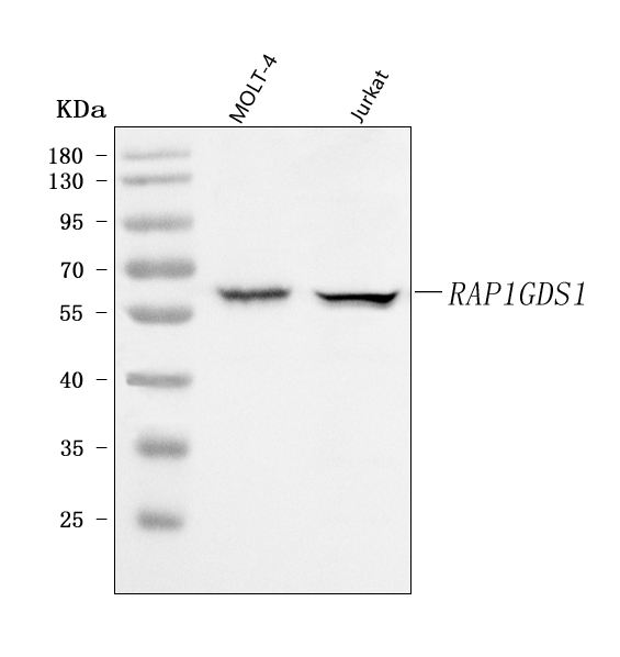 a07861 1 rap1gds1 primary antibodies wb testing 1
