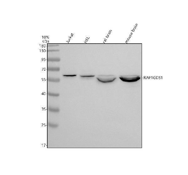 a07861 2 rap1gds1 primary antibodies wb testing 1