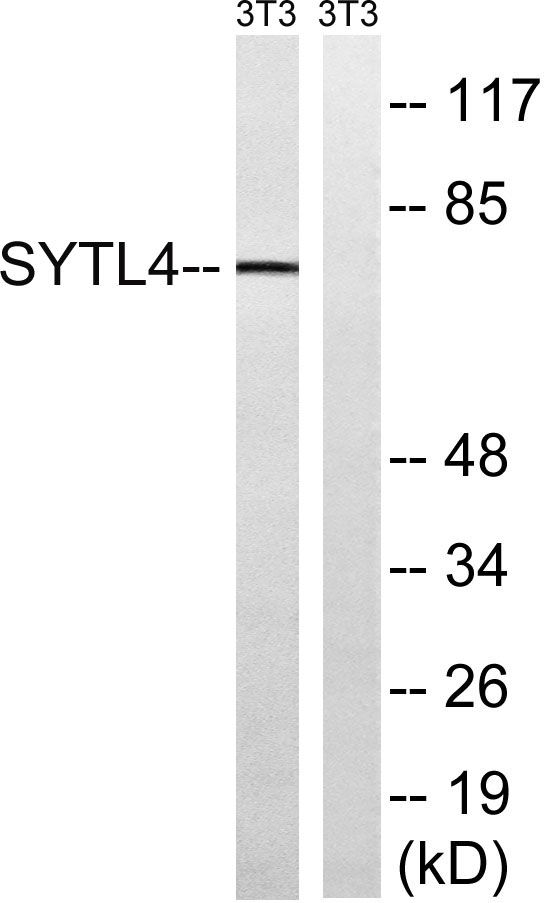 a07875 1 sytl4 primary antibodies wb testing 1