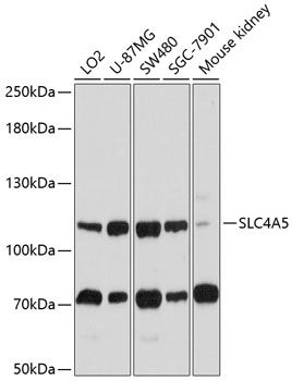 a07878 slc4a5 primary antiboties wb testing 1