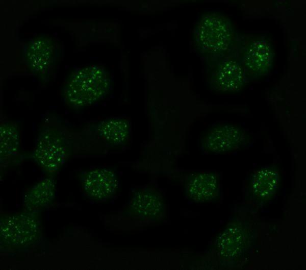  IF analysis of MYT1L using anti-MYT1L antibody (A07880-1)