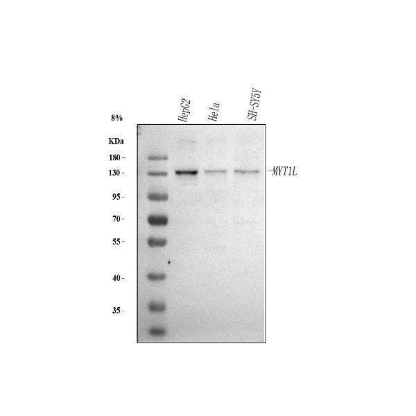  Western blot analysis of MYT1L using anti-MYT1L antibody (A07880-1)