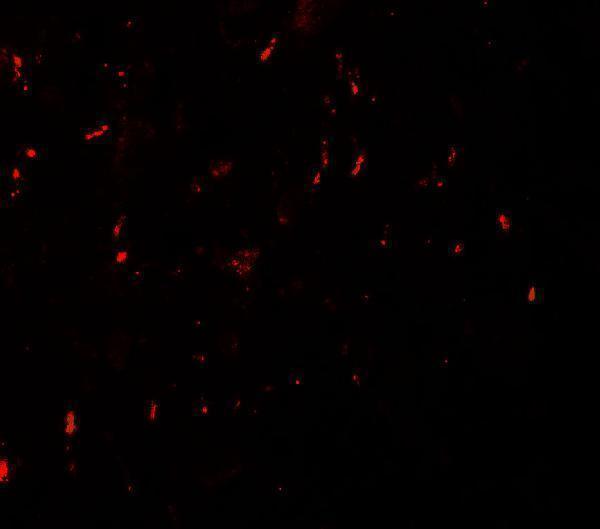 Immunofluorescence of MYT1L in human brain with MYT1L antibody at 20 μg/mL