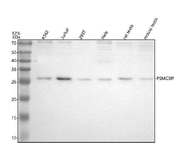 Anti-PSMC3IP Antibody Picoband&reg;