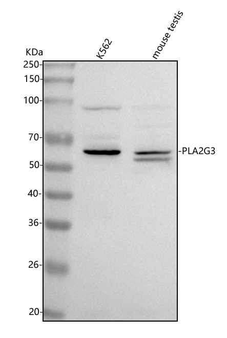 a07886 1 pla2g3 primary antibodies wb testing 1