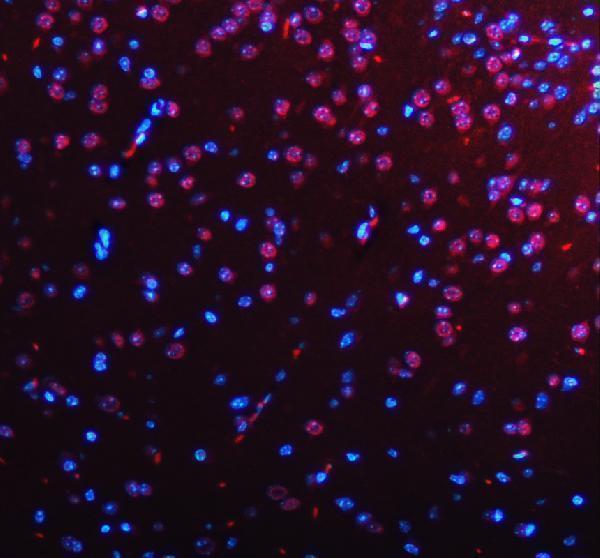 a07890 2 htatsf1 primary antibodies if testing 15