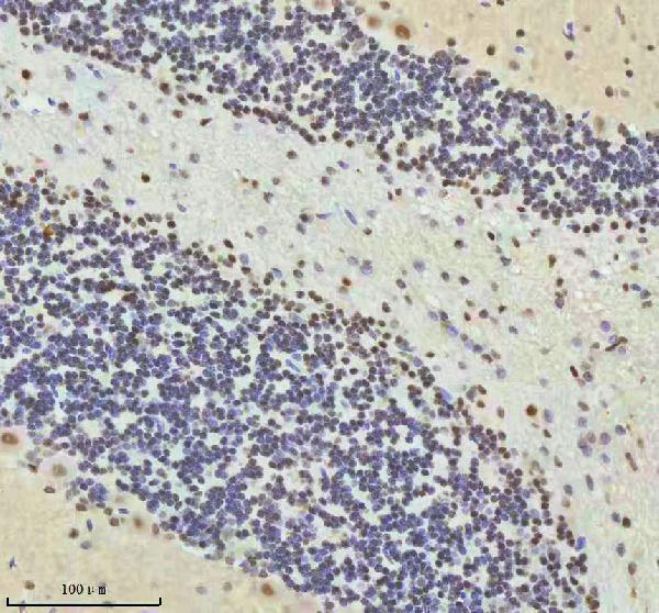 a07890 2 htatsf1 primary antibodies ihc testing 13