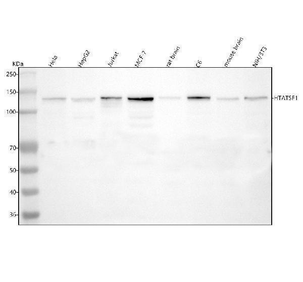  Western blot analysis of HTATSF1 using anti-HTATSF1 antibody (A07890-2)