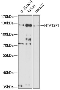 a07890 htatsf1 primary antiboties wb testing 1