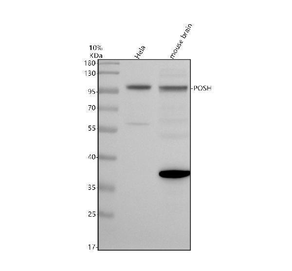 Western blot analysis of POSH using anti-POSH antibody (A07891-1)