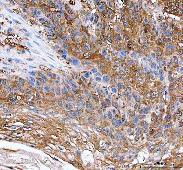  IHC analysis of IDI1 using anti-IDI1 antibody (A07892-1)