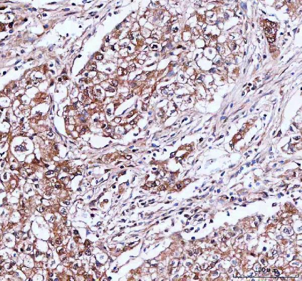 a07892 1 idi1 primary antibodies ihc testing 3