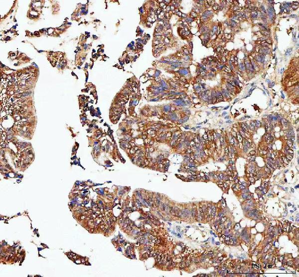 a07892 1 idi1 primary antibodies ihc testing 4