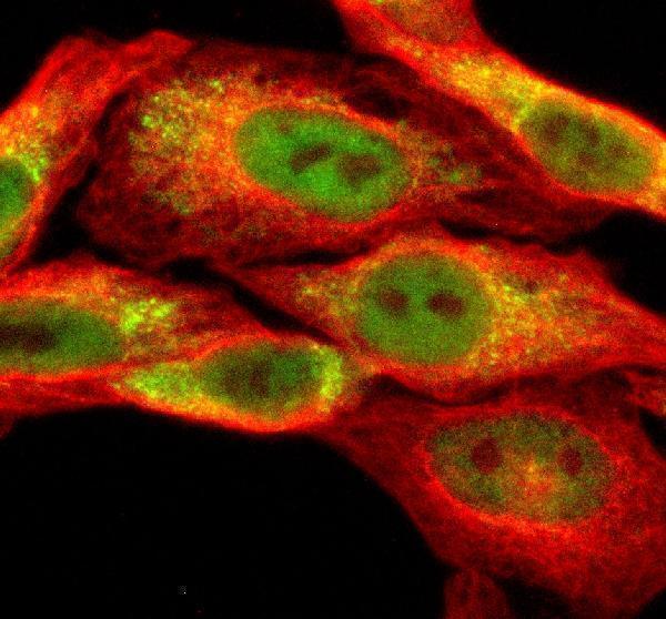 a07894 1 sesn3 primary antibodies if testing 1