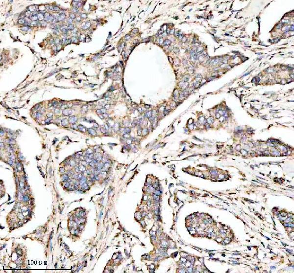  IHC analysis of COX5A using anti-COX5A antibody (A07895-2)