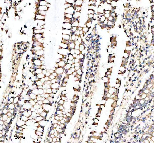  IHC analysis of COX5A using anti-COX5A antibody (A07895-2)