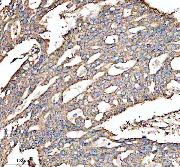 a07895 2 cox5a primary antibodies ihc testing 4