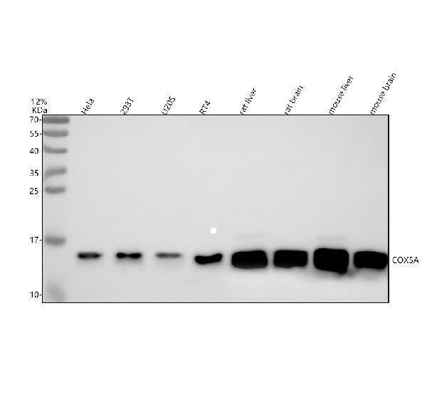  Western blot analysis of COX5A using anti-COX5A antibody (A07895-2)