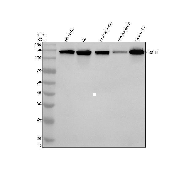 Western blot analysis of TAS1R1 using anti-TAS1R1 antibody (A07896-1)
