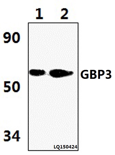 Western blot (WB) analysis of GBP3 (L520) polyclonal antibody at 1:1000 dilution   Lane1:HELA whole cell lysate(42ug) 
Lane2:HEPG2 whole cell lysate(55ug) 