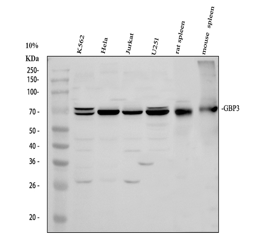 Western blot analysis of GBP3 using anti-GBP3 antibody (A07900-3)