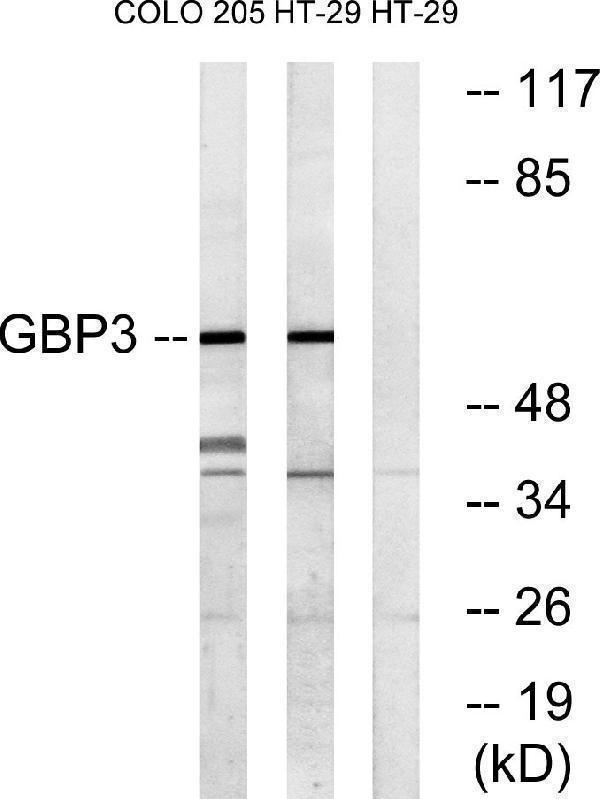 Western blot analysis of lysates from HT-29 and COLO cells, using GBP3 Antibody