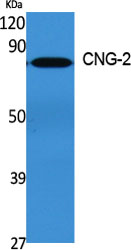 Western Blot analysis of various cells using CNG-2 Polyclonal Antibody