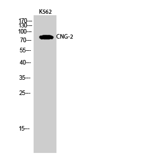 Western Blot analysis of K562 cells using CNG-2 Polyclonal Antibody