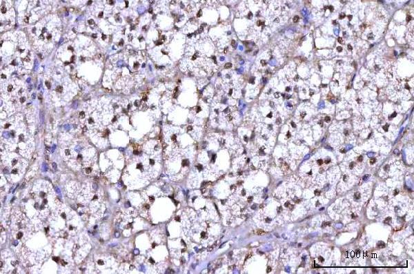 a07903 1 rnf34 primary antibodies ihc testing 2