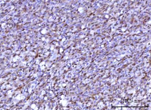 a07903 1 rnf34 primary antibodies ihc testing 3