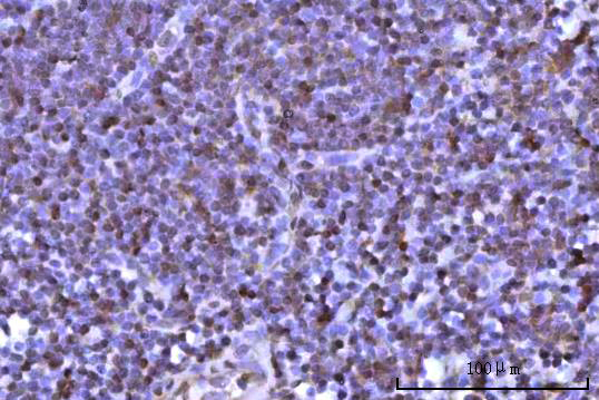 a07903 1 rnf34 primary antibodies ihc testing 7