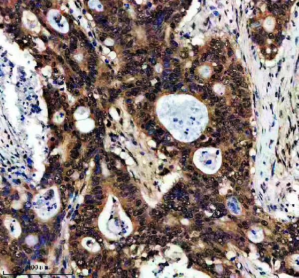 a07906 1 dzip1 primary antibodies ihc testing 1