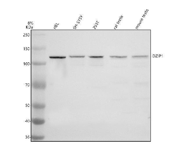 a07906 1 dzip1 primary antibodies wb testing 1