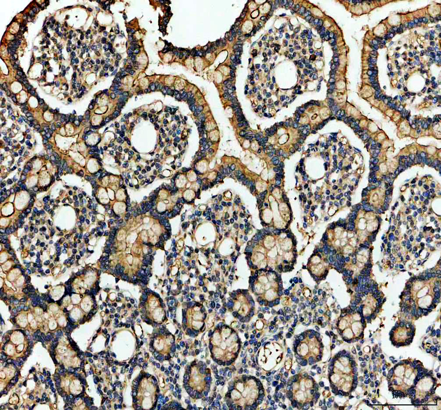 a07908 1 mep1a primary antibodies ihc testing 3