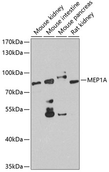 a07908 mep1a primary antiboties wb testing 1