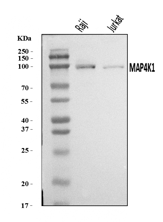  Western blot analysis of MAP4K1/HPK1 using anti-MAP4K1/HPK1 antibody (A07909-3)