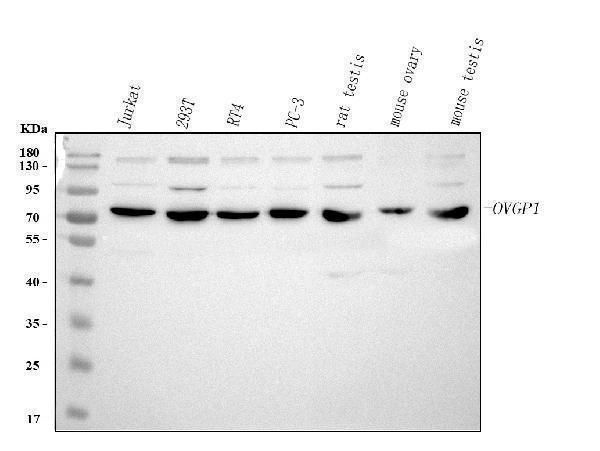  Western blot analysis of OVGP1 using anti-OVGP1 antibody (A07911-1)