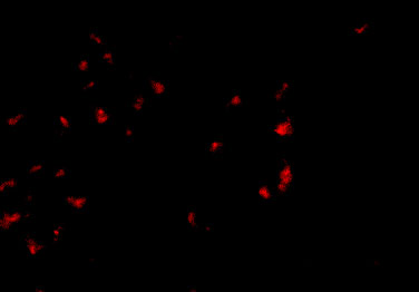 Immunofluorescence of OVGP1 in 293 cells with OVGP1 antibody at 2