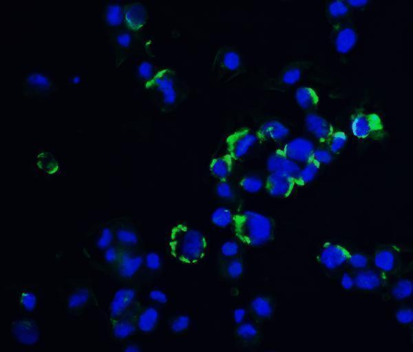 a07911 ovgp1 primary antibodies if testing 4